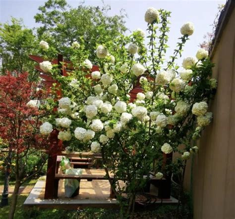 家门口种什么植物好|家门口种什么植物好（适合种在家门口的风景树推荐）